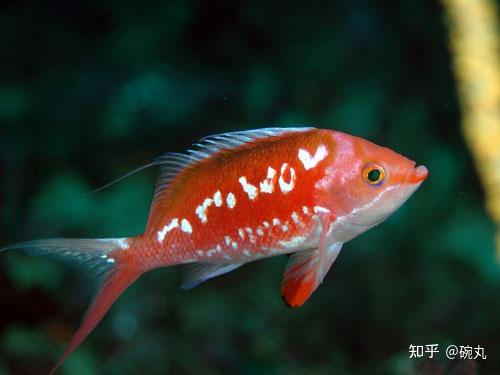樱花季聊聊名字里带樱的那些鱼们