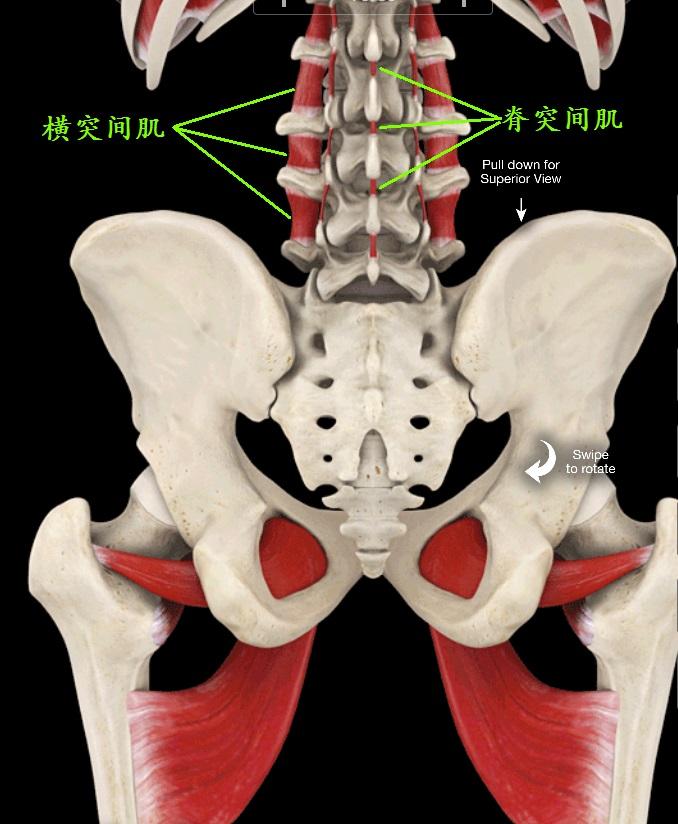 核心肌群之竖脊肌的训练