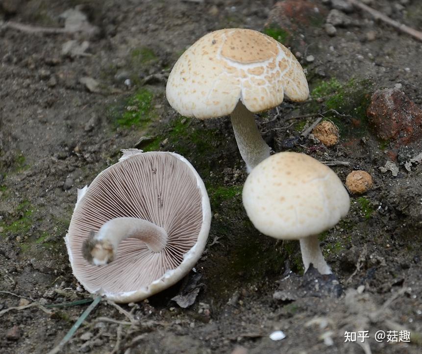 菇趣——鳞小脆柄菇 - 知乎