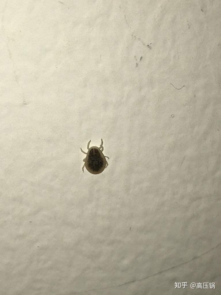 这是什么虫子,圆圆扁扁的,会吸血吗? - 知乎