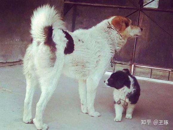 中国本土狗品种大全 - 知乎