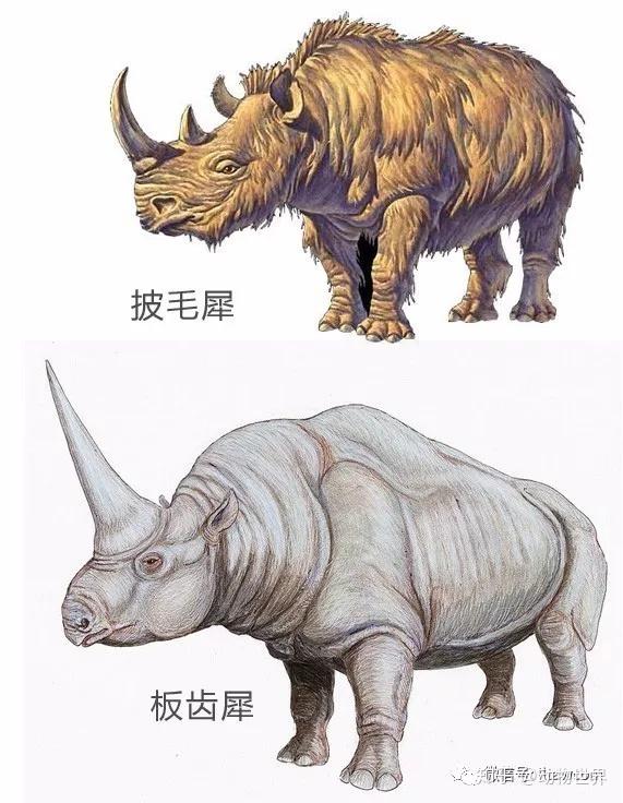 远古巨兽披毛犀
