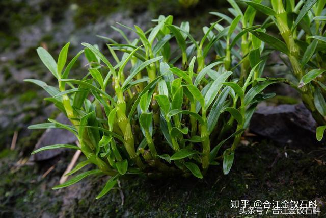 公司基地仿野生種植的金釵石斛金釵石斛是一味常用的名貴中藥材.