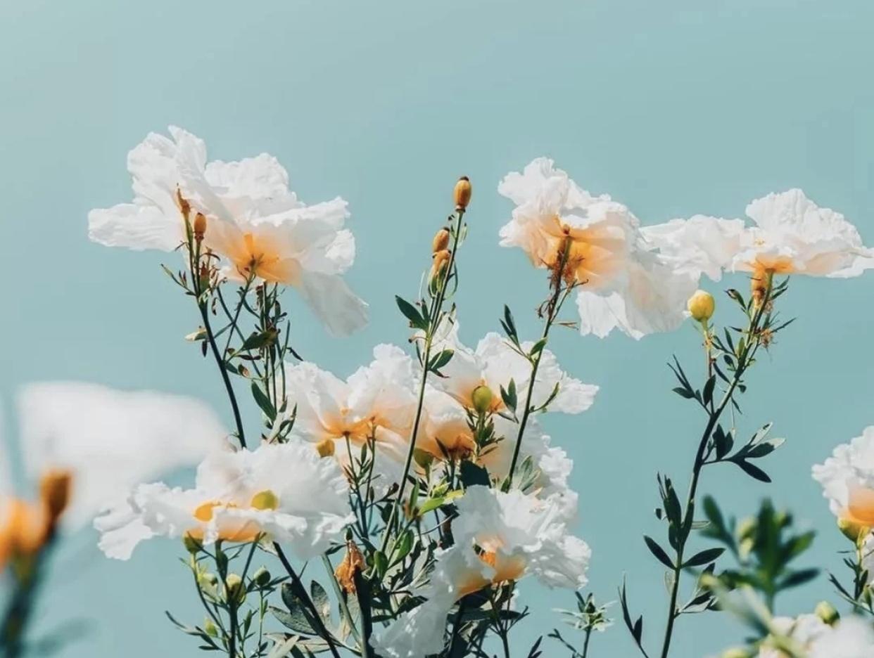 芳香无界课堂 芳疗师必学的植物拉丁文 知乎