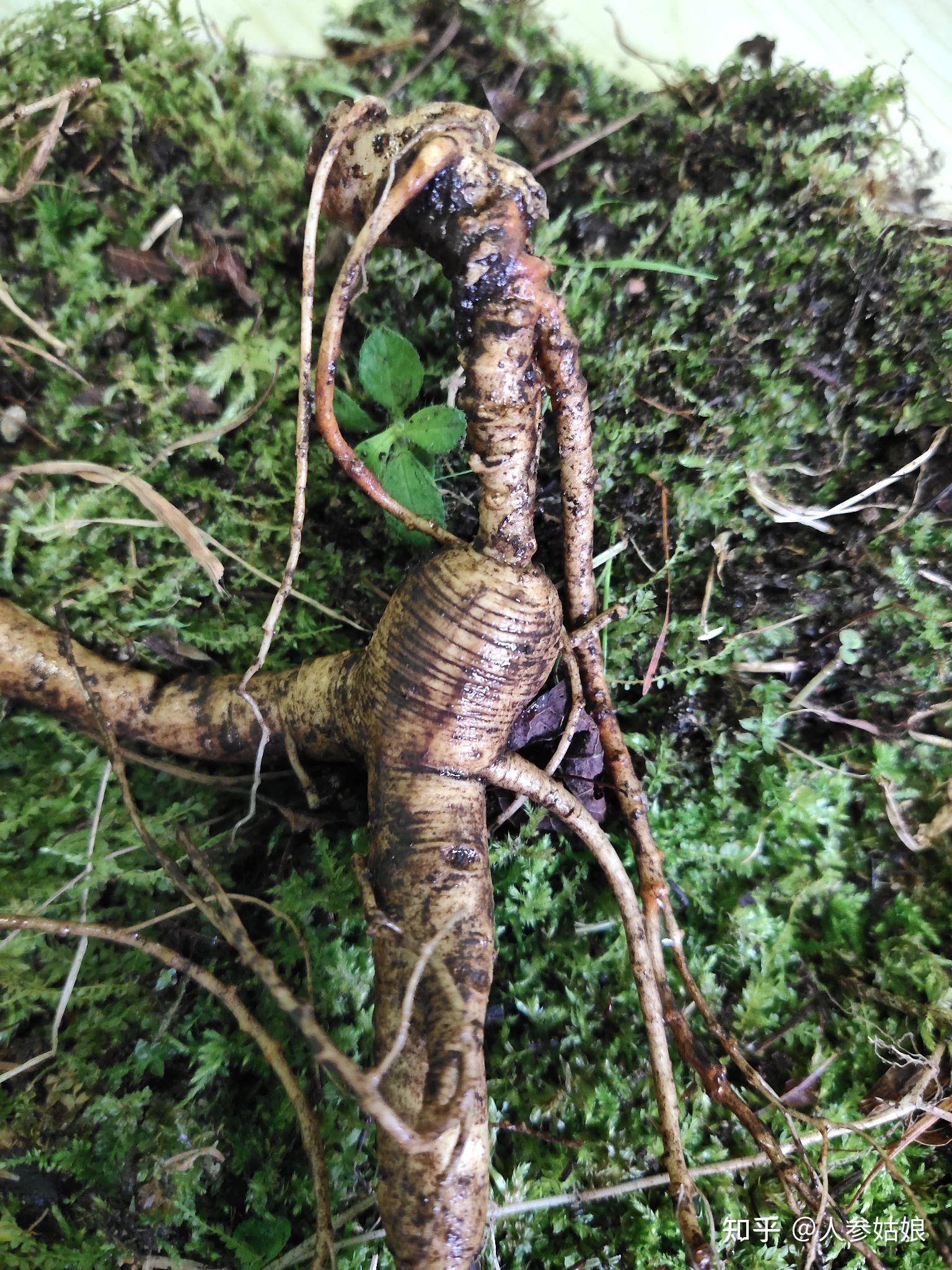 野山参确有神奇疗效,可是哪有那么多野生山参呢?