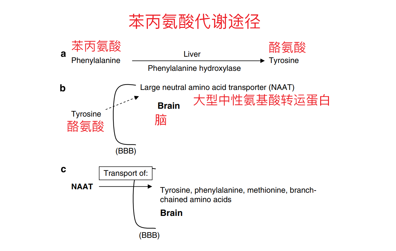 代谢途径如下:一部分苯丙氨酸通过苯丙氨酸羟化酶在肝脏中转化为酪