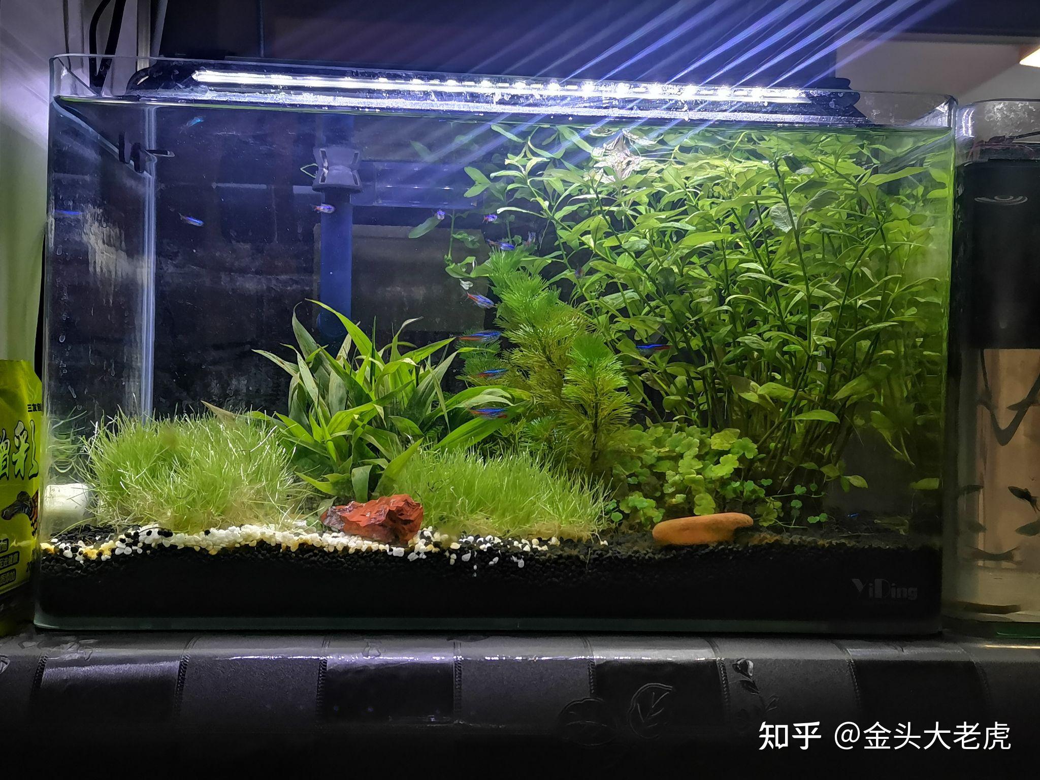 如何让鱼缸里的水变清澈