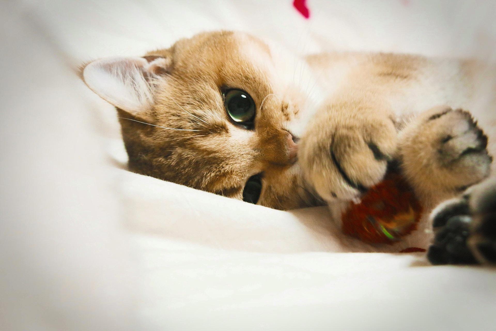 猫可以萌到什么程度