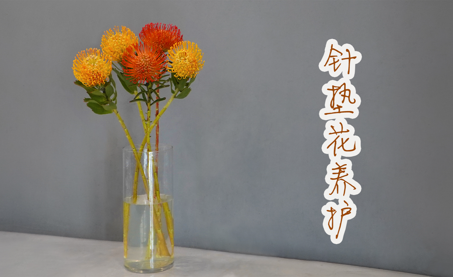 针垫花鲜切花的养护处理/网购鲜花处理养护篇44【大叔说花】 - 知乎