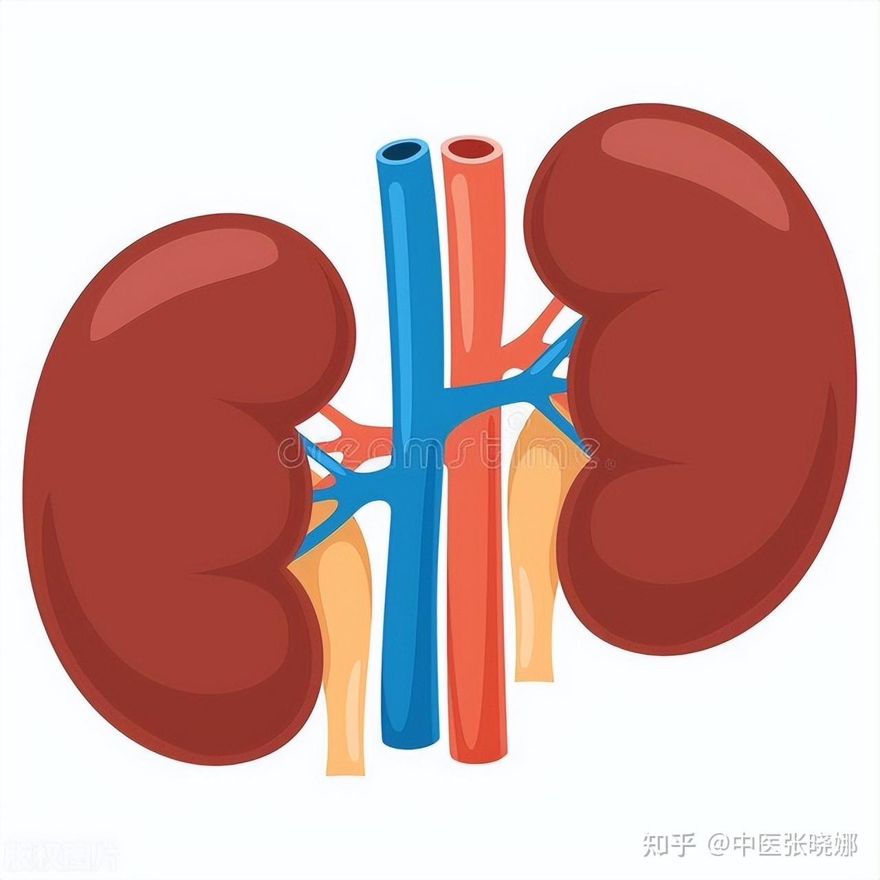 脾虚生百病,一个千古奇汤,补脾健脾,补足后天之本! - 知乎