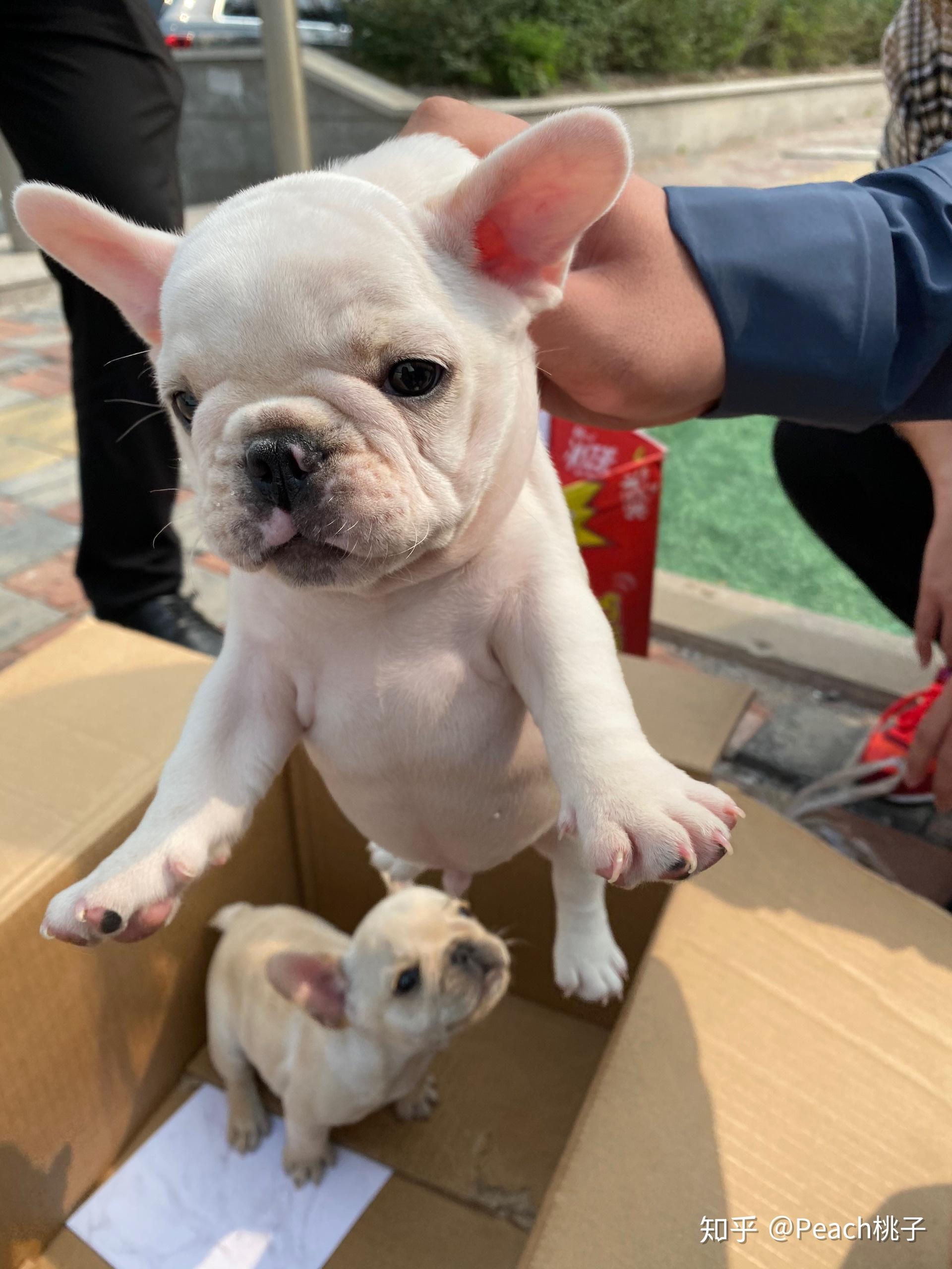 我的法斗崽崽怎么一只耳朵立一只耳朵耷拉