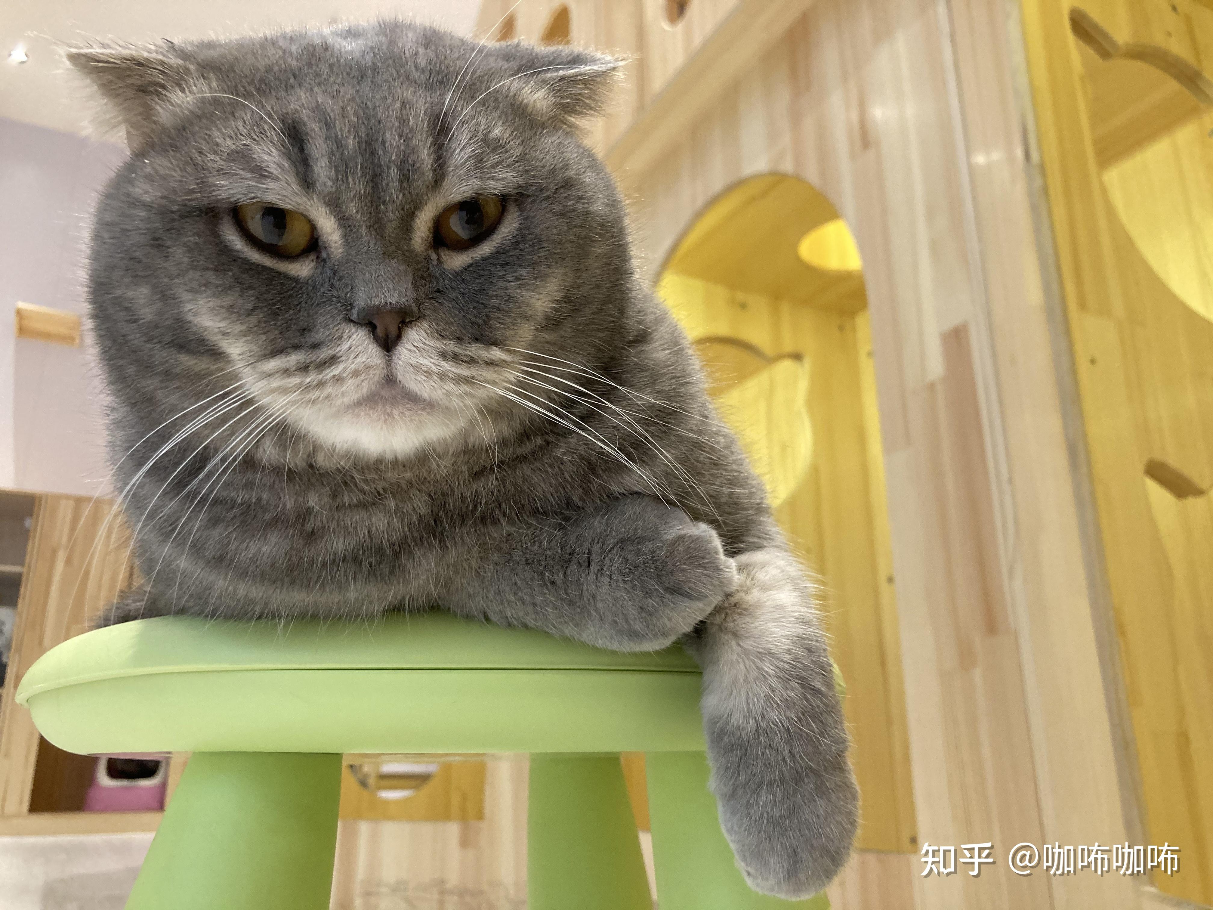 咖咘猫咪揣手手系列图~有 - 知乎