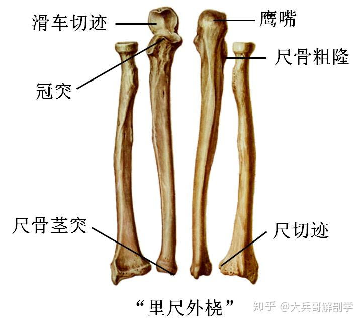 尺骨(ulna):位于前臂内侧上端:桡切迹鹰嘴,冠突,滑车切迹