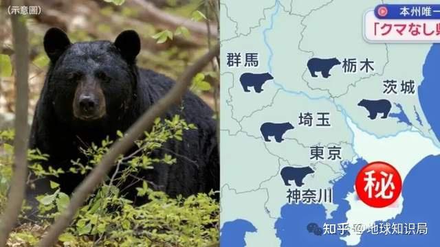日本熊灾爆发,后续剧情一个比一个抽象 - 知乎