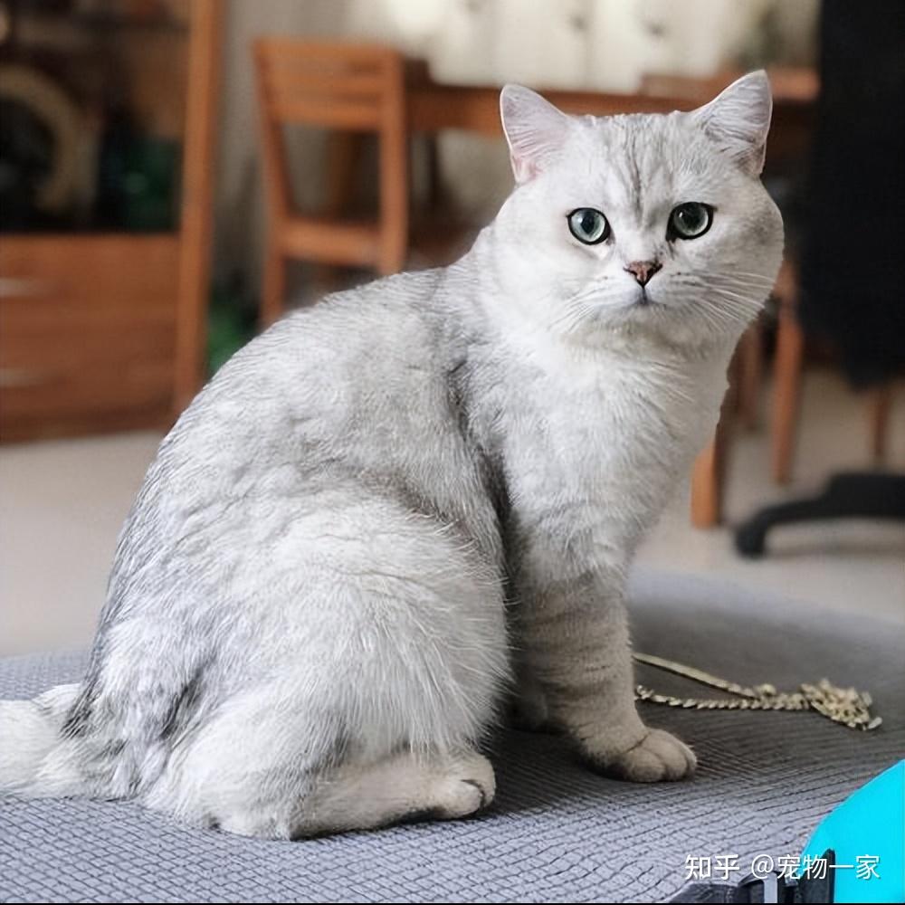 二,银渐层猫泪痕的消除方法