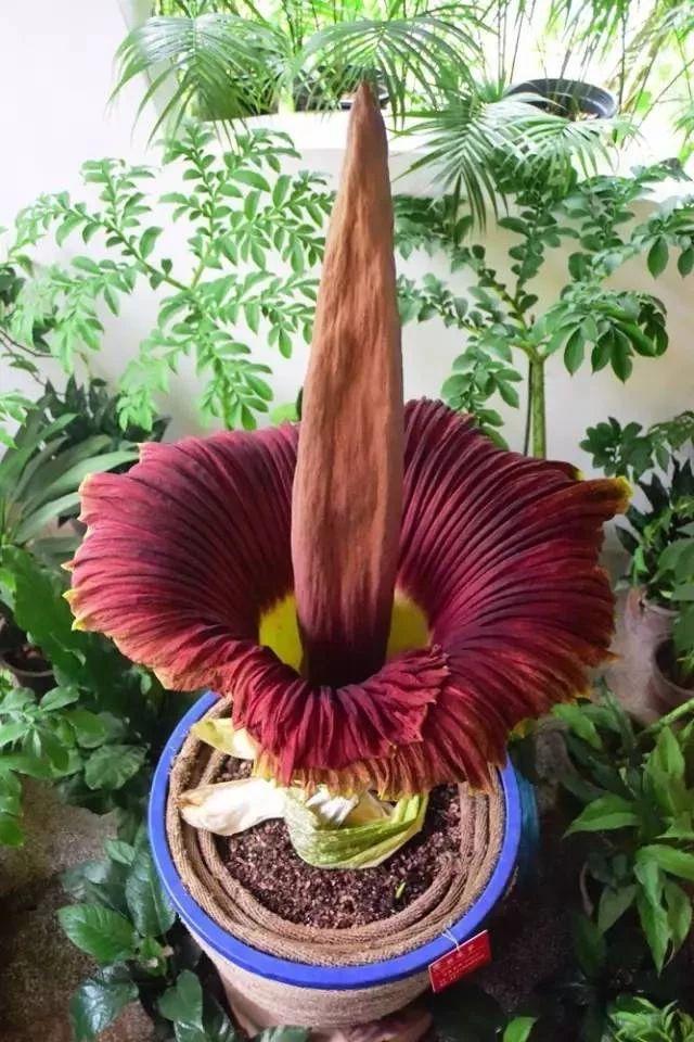 最大的远古植物体型有多大? - 知乎