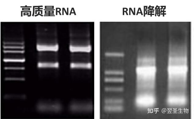 关于miRNA反转录的技术问题? - 知乎