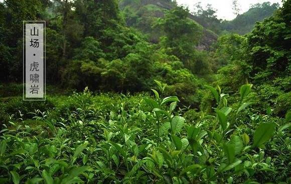 武夷巖茶品種茶傳記肉桂肉貴它為什麼叫肉桂