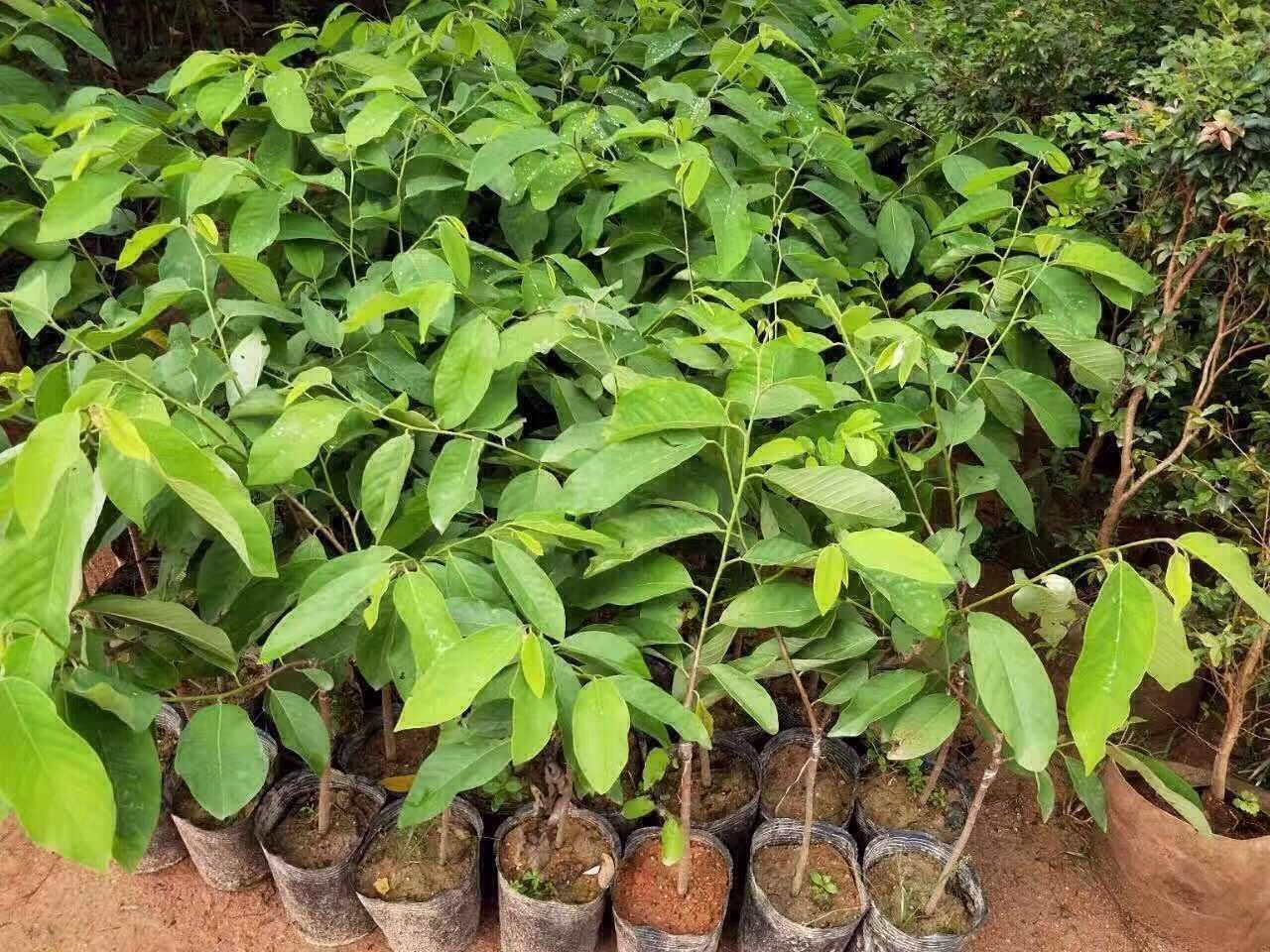 南国珍果番荔枝