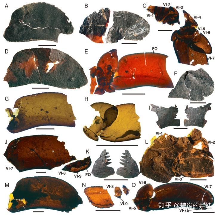 化石群(winneshiek lagerst01tte)发现的中奥陶世板足鲎pentecopter