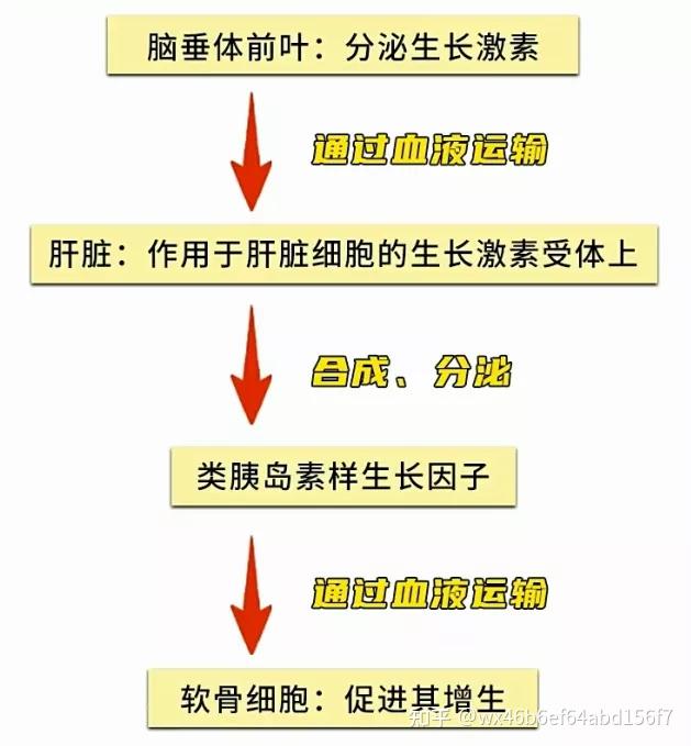 生长因子的儿童成长乳粉,分别是类胰岛素一号生长因子以及乙型转化