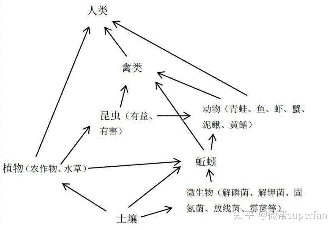 假如在自然界的食物链中,最顶端的动物直接吃最低端的食物,会改变整个