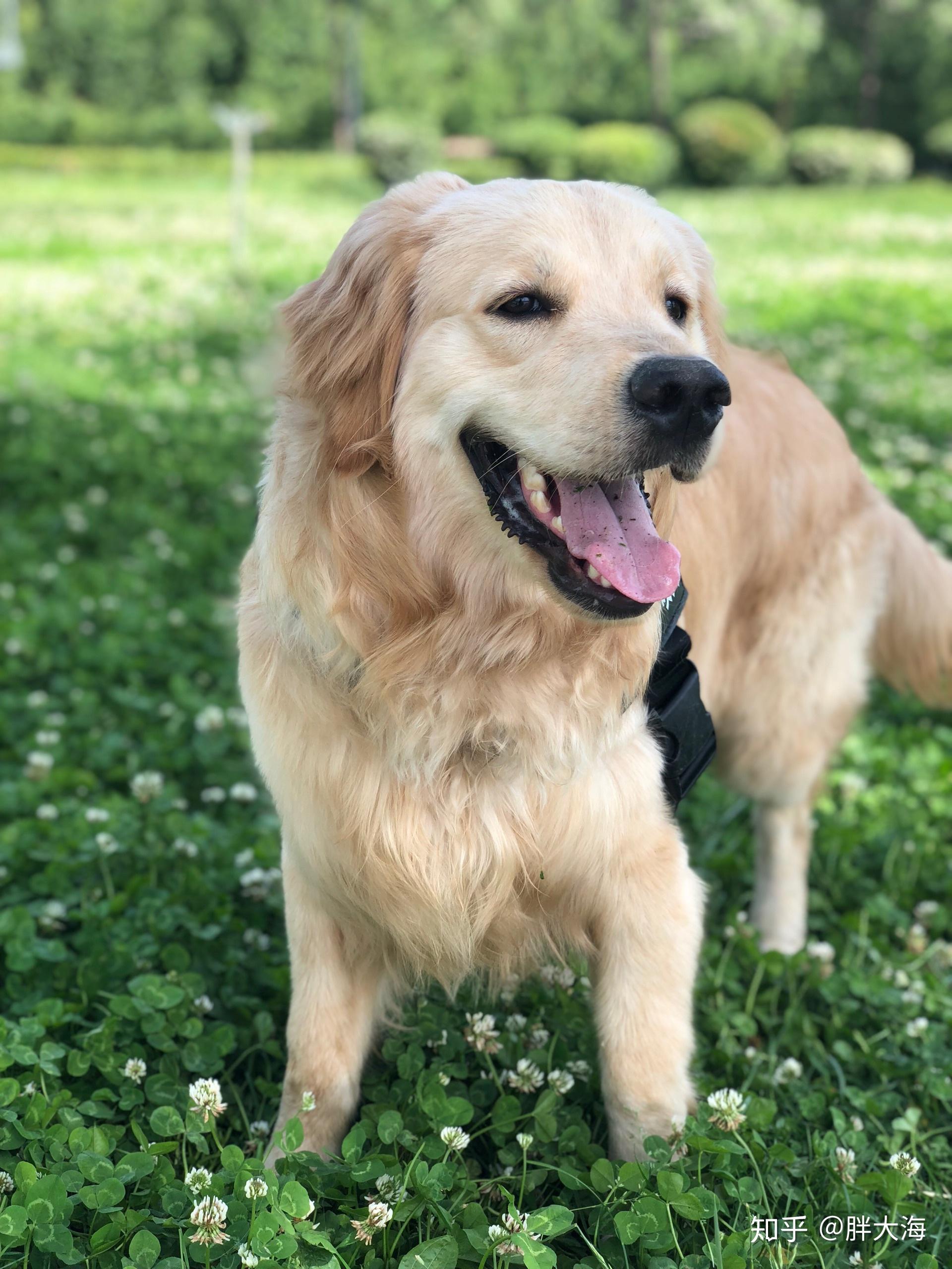 有一只品相特别好的金毛犬是什么体验