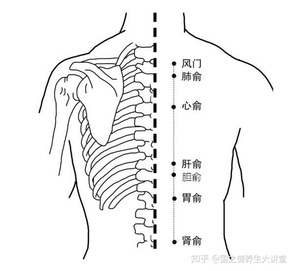 胆俞和膈俞两穴并称为四花穴,具有通调全身气血之效,有助于缓解痛症.