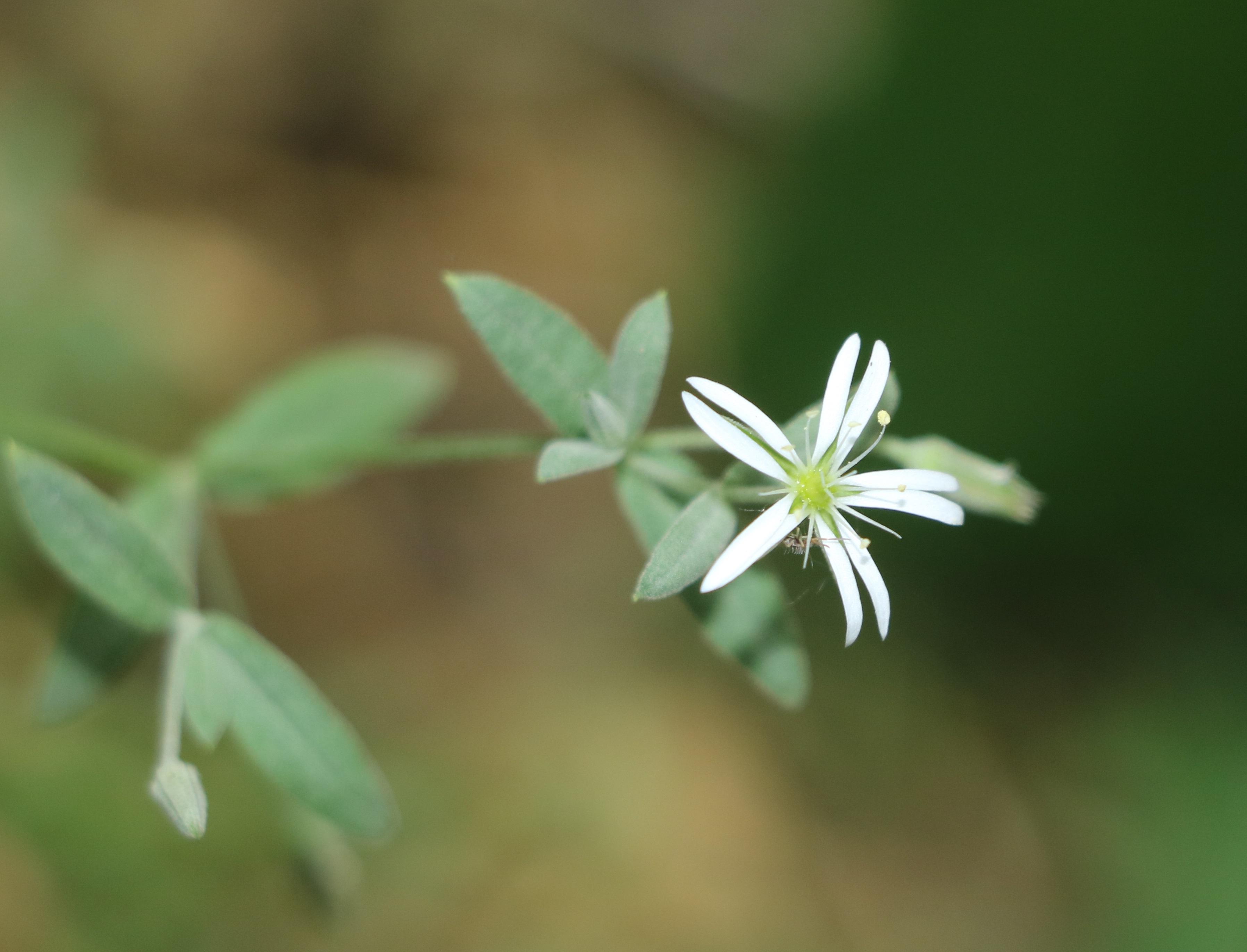 繁缕属a-稻城繁缕属(stellariasp.