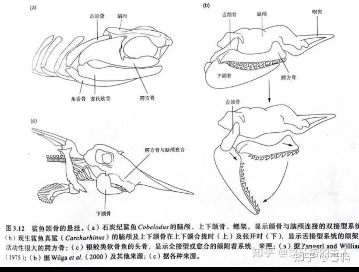 为什么我们有颌下门的动物只有下颌可以上下运动? - 知乎
