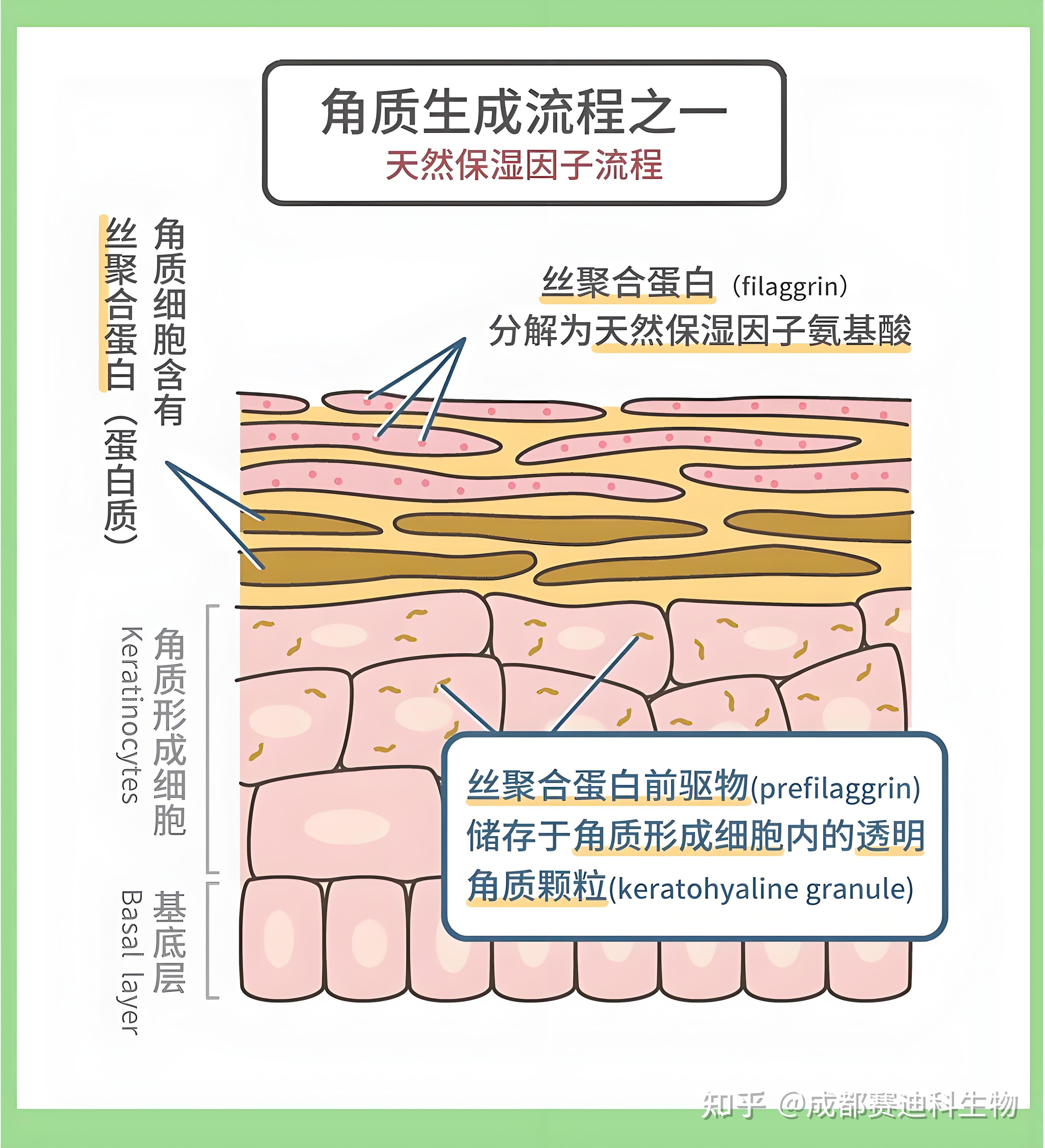 维持皮肤屏障功能的两大关键因子 - 知乎