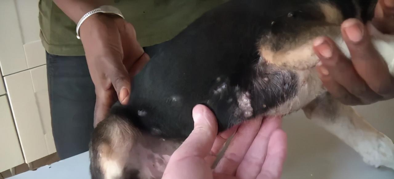 犬猫常见的寄生虫病,铲屎官要警惕! - 知乎