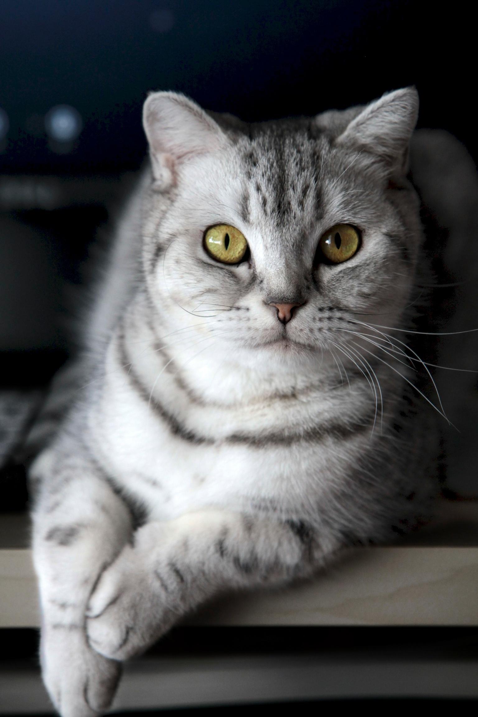 你拍过哪些好看的猫咪照片