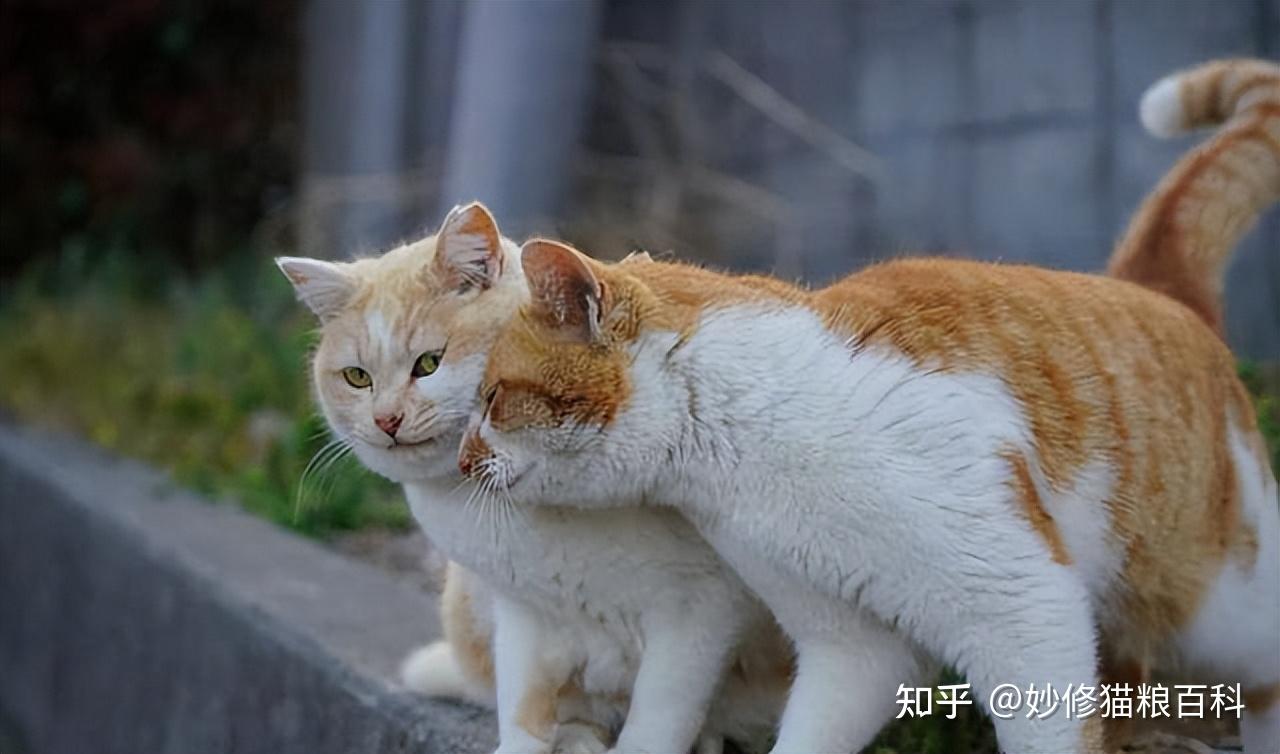 “男猫”和“女猫”有什么区别?这6点差别太大了 - 知乎