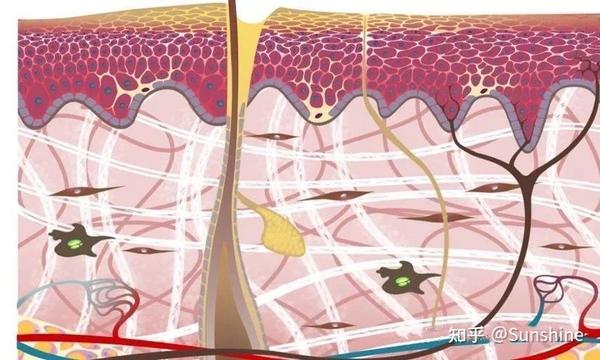 皮肤屏障的作用之角质层屏障 - 知乎