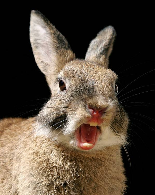 山东一婴儿被兔子咬断手指,仅4分钟送到医院,兔子真的这么凶吗