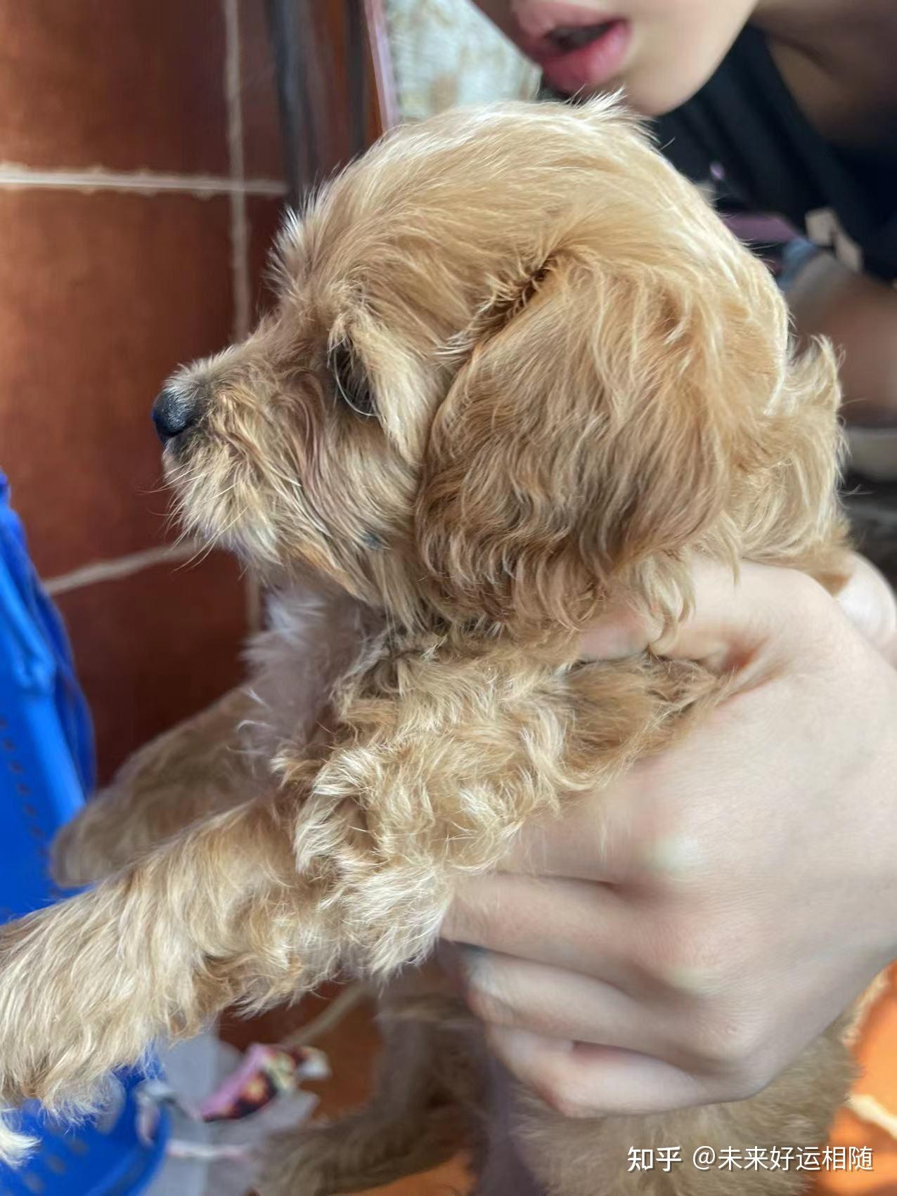 买了一只金毛和泰迪的串,很可爱,但是不知道长大会成什么样呢,大家