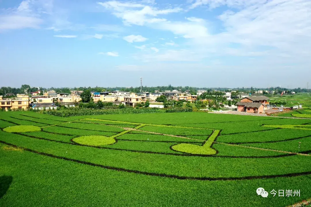 镇五星村,清风拂面,飞鸟掠过,快一起来看看吧~一幅幅大田景观图画壮观