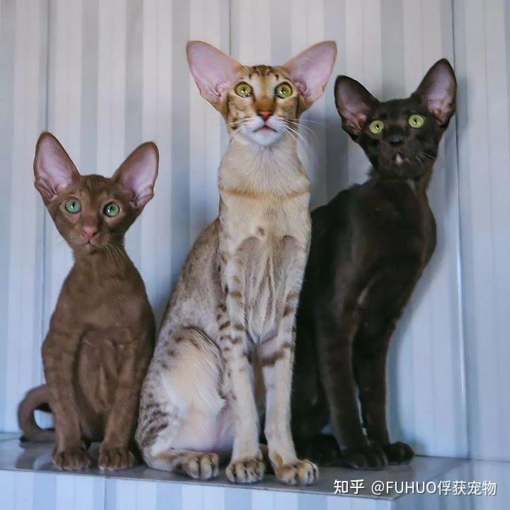 你不知道的冷门品种猫科普:东方短毛猫 - 知乎