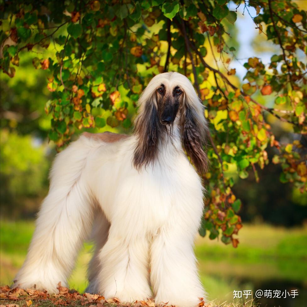超级模特阿富汗猎犬在国内禁养该