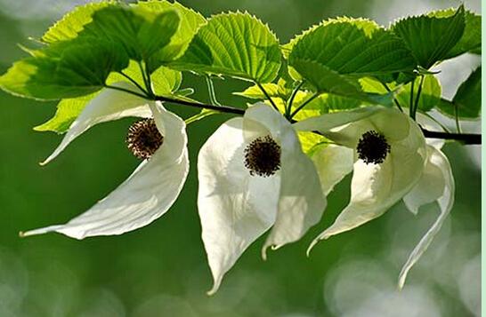 濒危植物欣赏:被称为"鸽子树"的珙桐