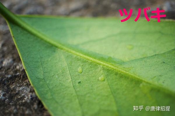 椿花 山茶花 日本庭園中必不可少的花 知乎