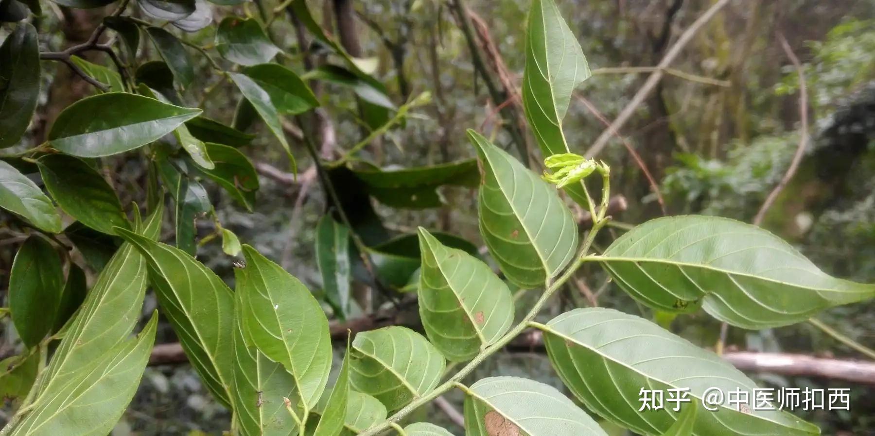 岭南草药坊 第五十一期 【血风藤】 - 知乎