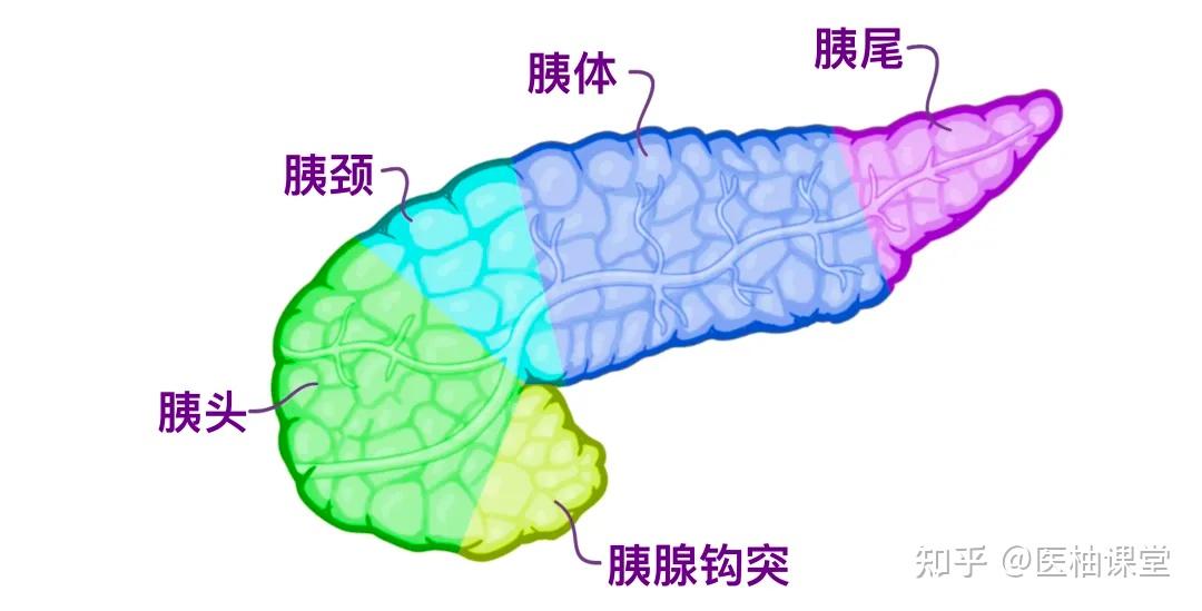 人体解剖学基础:脾脏和胰腺 - 知乎