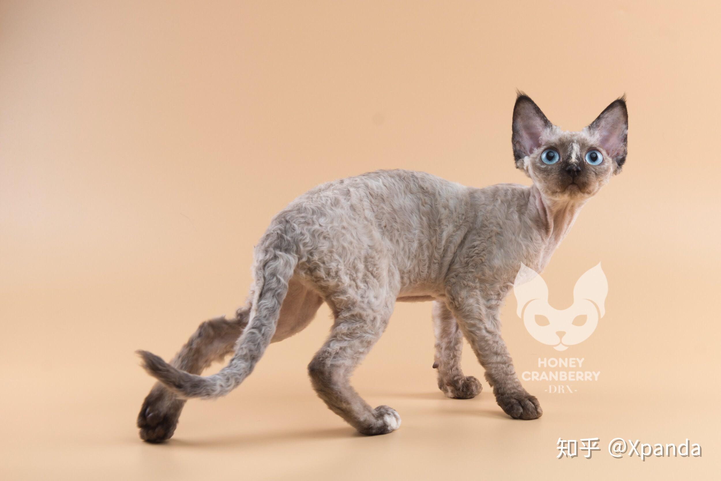 德文卷毛猫重点色是怎么样的? - 知乎