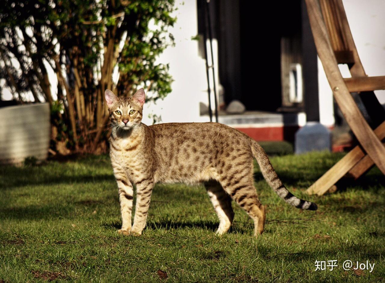 养热带草原猫savannah是什么体验