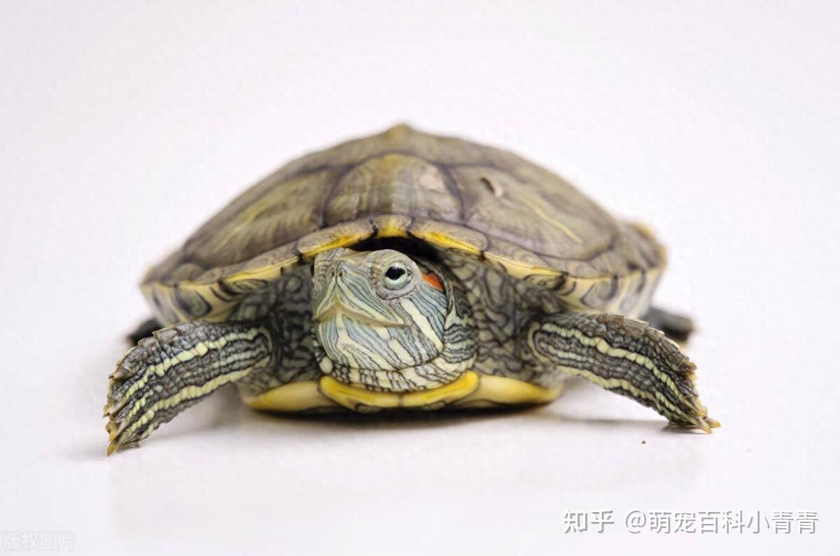 常见宠物龟有哪些？最常见的10种宠物龟，快来看看有你的乌龟吗！ - 知乎