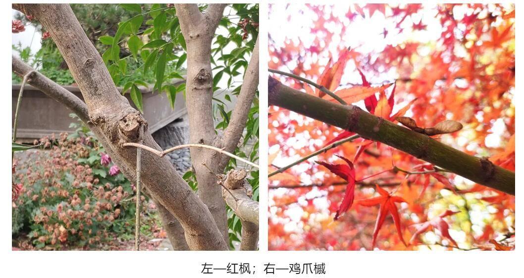 鸡爪槭与红枫的区别有哪些