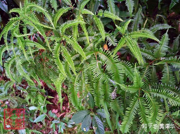植物染料芒萁草