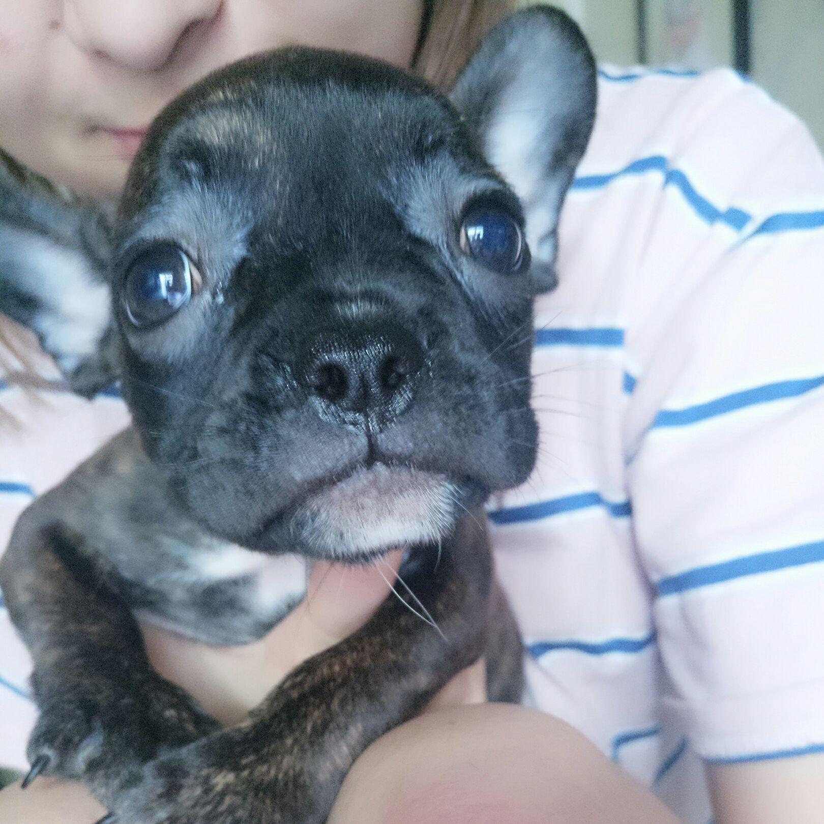 求狗狗大神看看我的法斗,是不是串串?